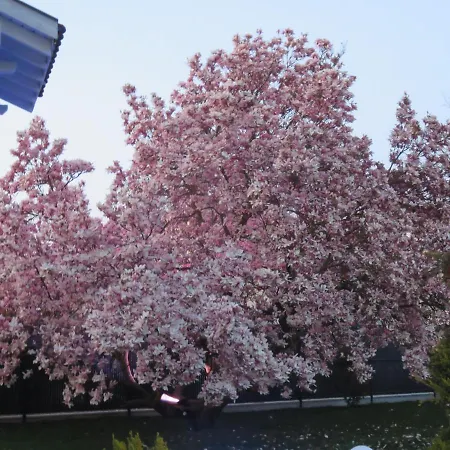 Les Rives Des Habsbourg Ensisheim