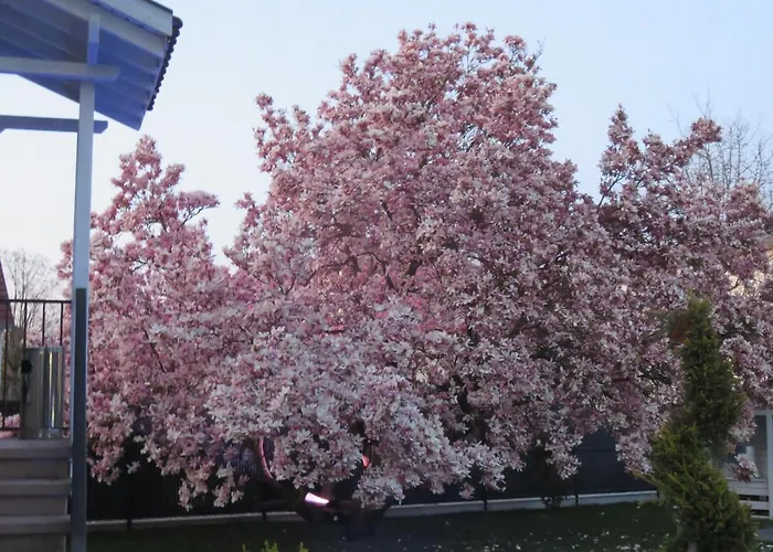 Les Rives Des Habsbourg Ensisheim